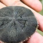 Sand dollars and sea biscuits