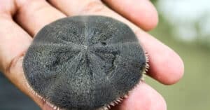 What Do Sand Dollars Eat? Everything You Need to Know Picture