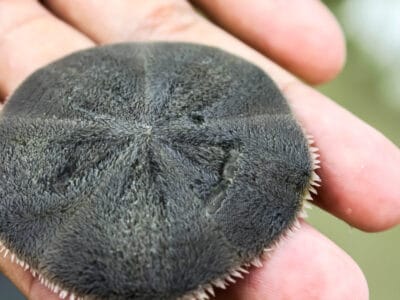 What Do Sand Dollars Eat - Sand Dollar In Hand