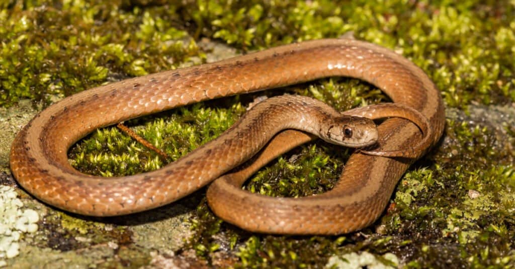Snakes in North Georgia - DeKay's Brown Snake (Northern Brown Snake)