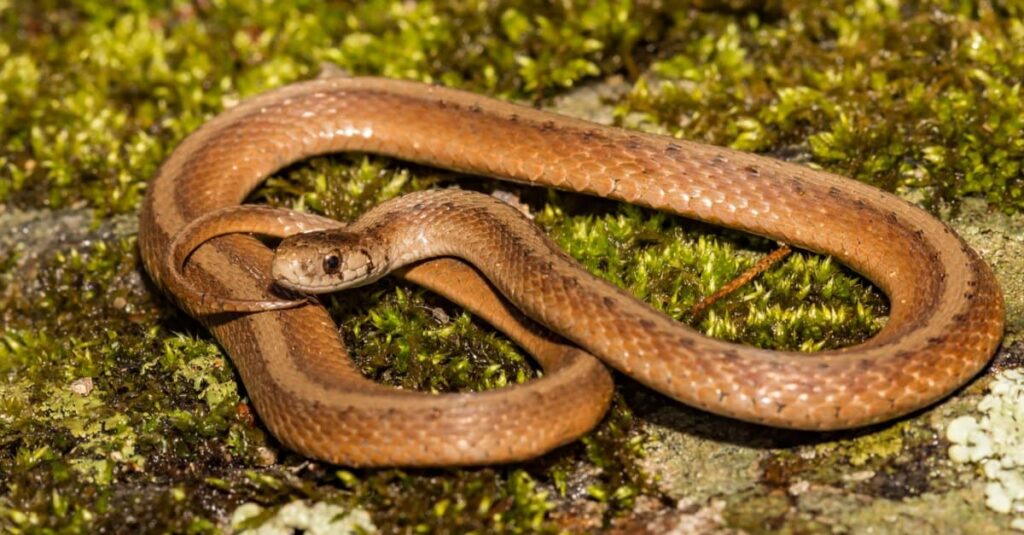 Snakes in Maine - DeKay's Brown Snake (Northern Brown Snake)