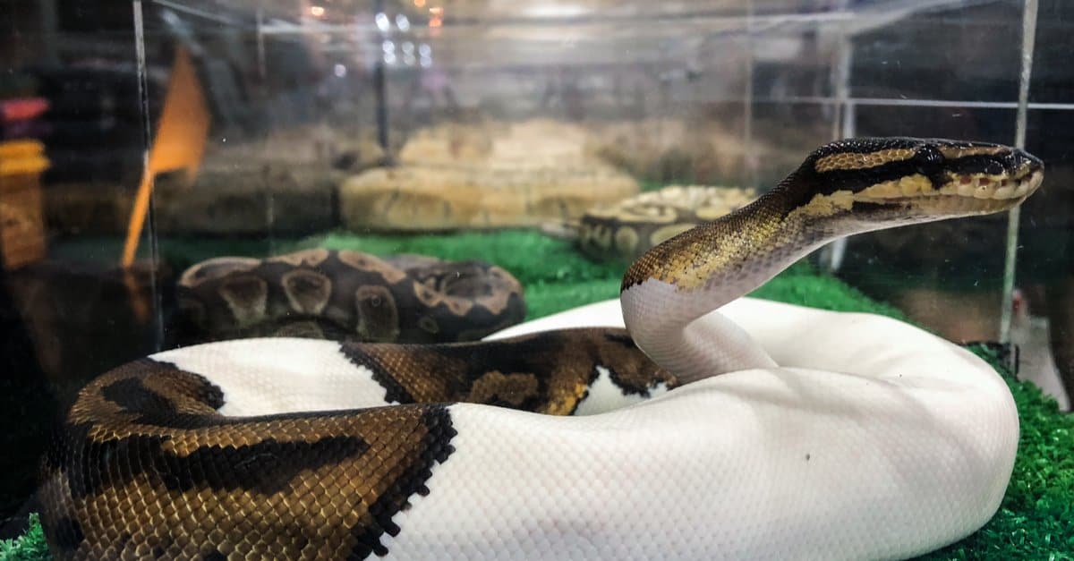 Piebald Ball Python