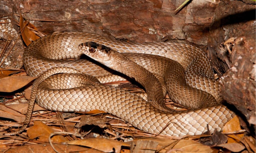common snakes in Georgia