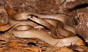 Discover the Largest Coachwhip Snake Ever Recorded! Picture