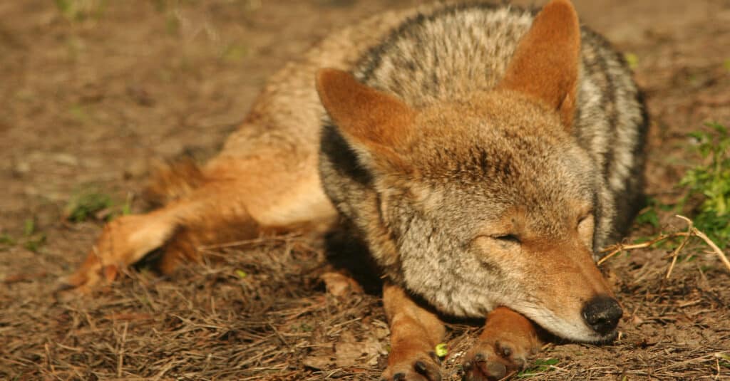 How and Where Do Coyotes Sleep - Coyote Resting