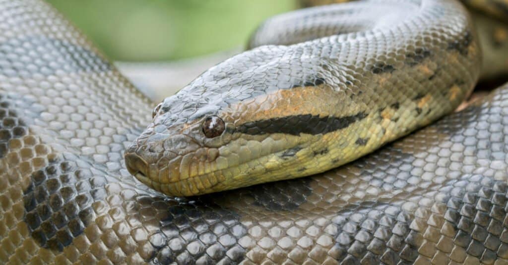 titanoboa vs anaconda size