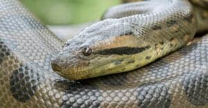 Rattlesnake Vs Anaconda: How Are They Different? Picture