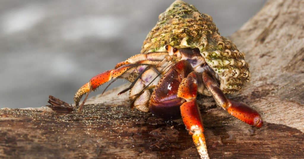 Largest Hermit Crab - Caribbean hermit crab ( Coenobita clypeatus)