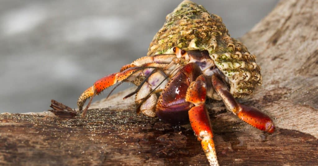 biggest hermit crab in the world