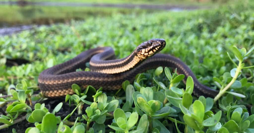 Snakes in Mississippi - Gulf Marsh Snake (Nerodia clarkii clarkii)