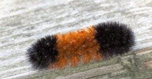 What Do Woolly Bears Eat? Picture