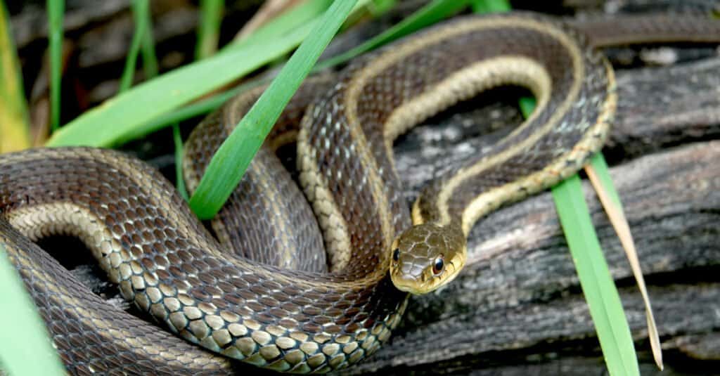 Eastern Garter Snake on Log