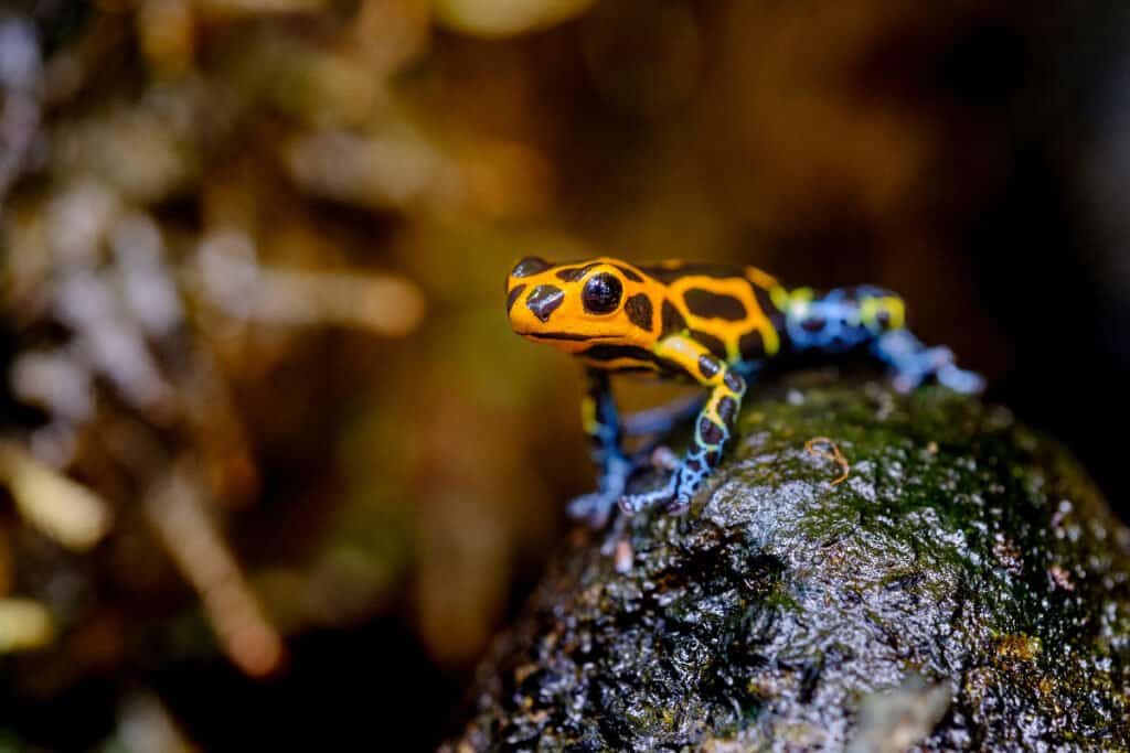 Mimic poison frog