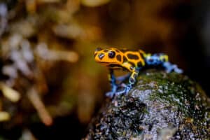 The 5 Most Deadly Frogs In The World Picture