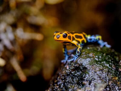 A The 5 Most Deadly Frogs in the World