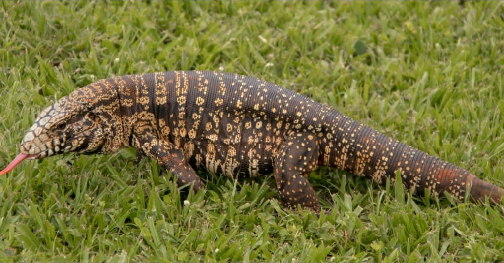 Tegu Lizard 