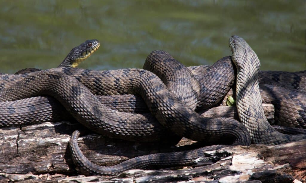 Diamondback Water Snake