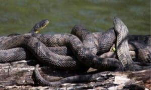 38 Snakes in Missouri (5 are Venomous!) Picture