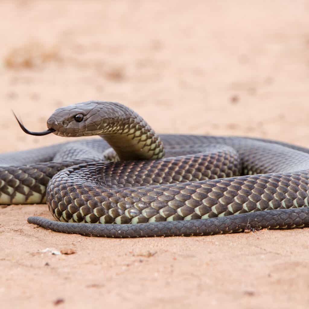 A King Brown Snake, coiled in the sand