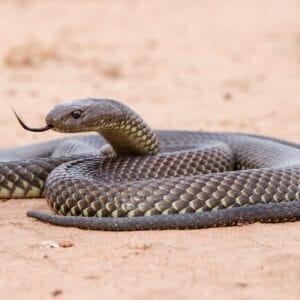 Are Brown Snakes Poisonous (Venomous) or Dangerous? - A-Z Animals