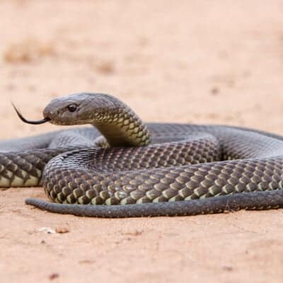 Are Brown Snakes Poisonous (Venomous) or Dangerous? - A-Z Animals