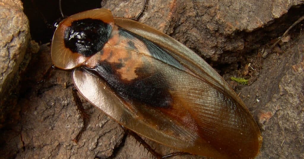 Death's head cockroach