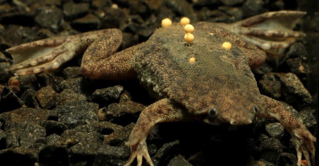 Ếch bán thủy sinh - Surinam Toad