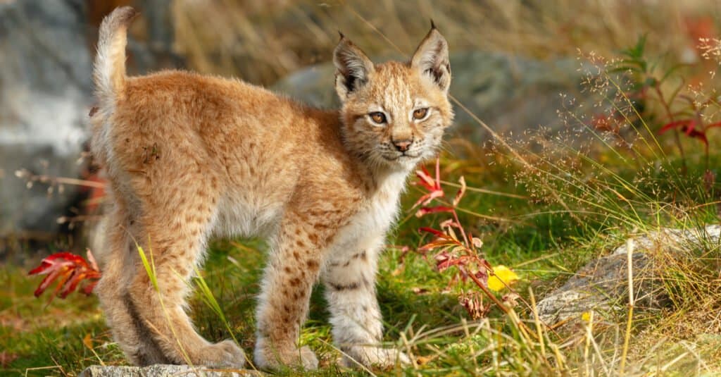 baby lynx portrait