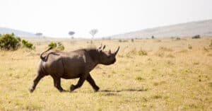Huge Black Rhino Charges at a Safari Jeep And Gives The Passengers a Scare photo