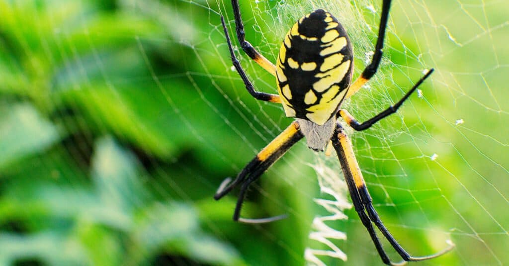 poisonous spiders black and yellow