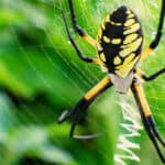 Garden Spider