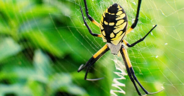 5 Of The Biggest Spiders In Maine - Wiki Point