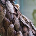Death's head cockroach