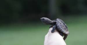 What’s a Baby Snapping Turtle Called + 4 More Facts! Picture