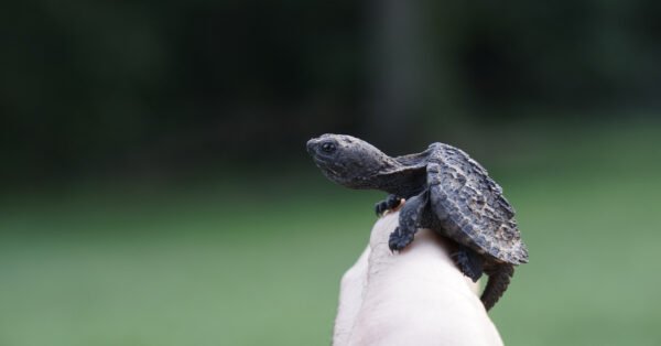 Snapping Turtle - A-Z Animals