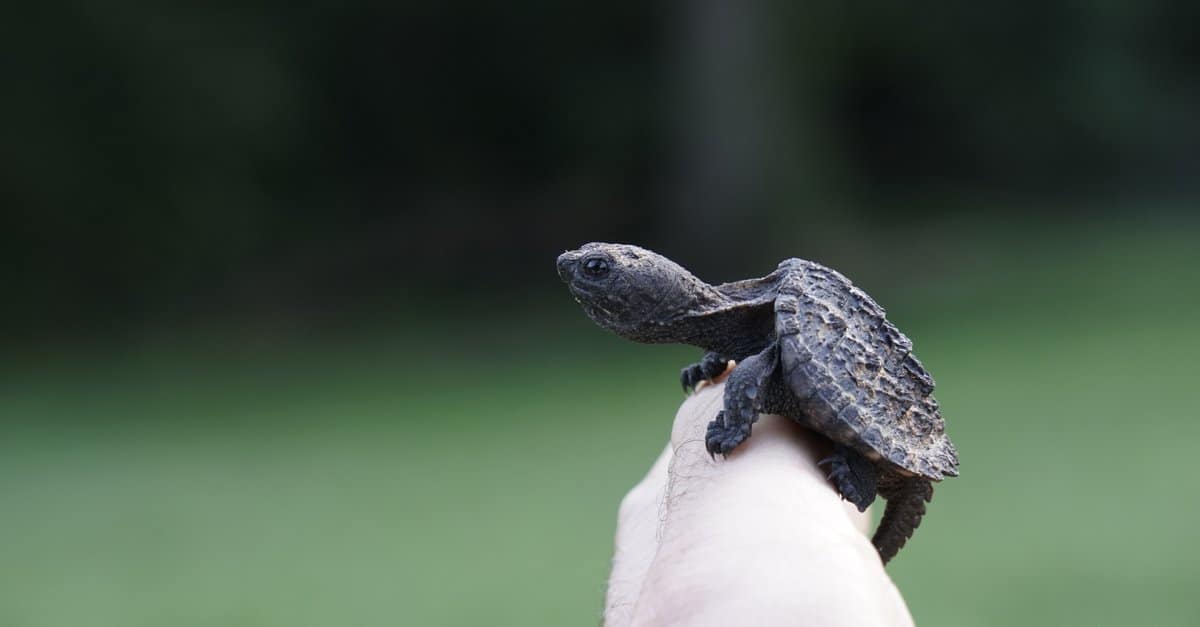 tiny baby snapping turtle