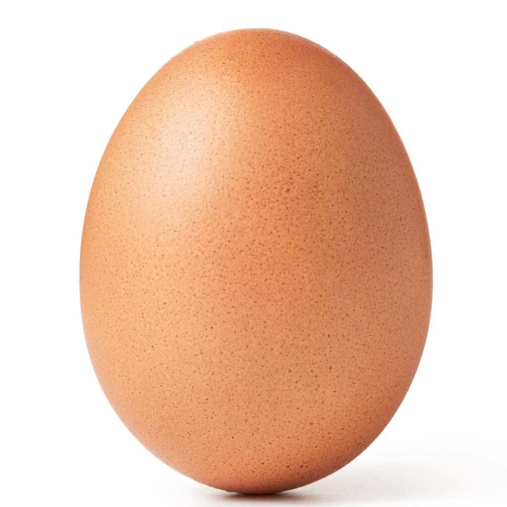 Turkey Egg vs Chicken Egg - Chicken Egg