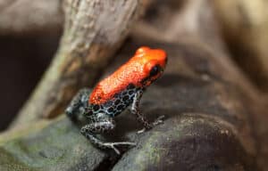 10 Incredible Poison Dart Frog Facts Picture