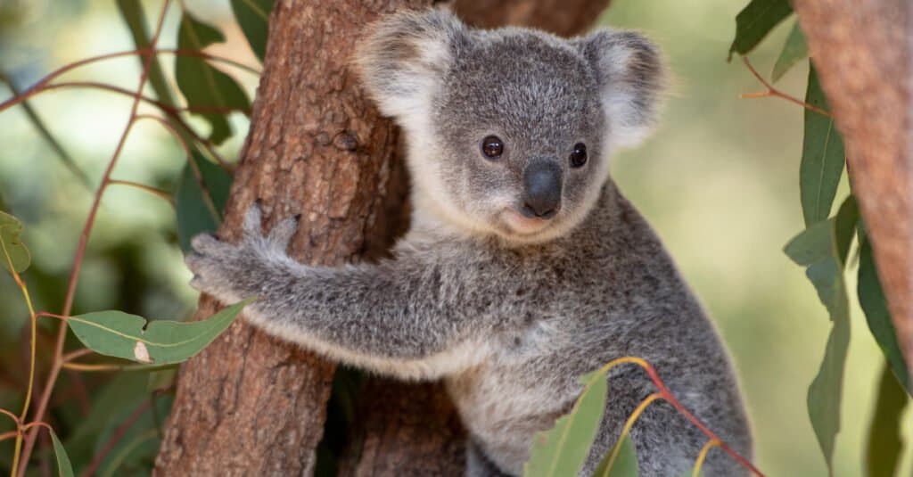 Koalas are known as some of the dumbest mammals in the world because of their limited diet