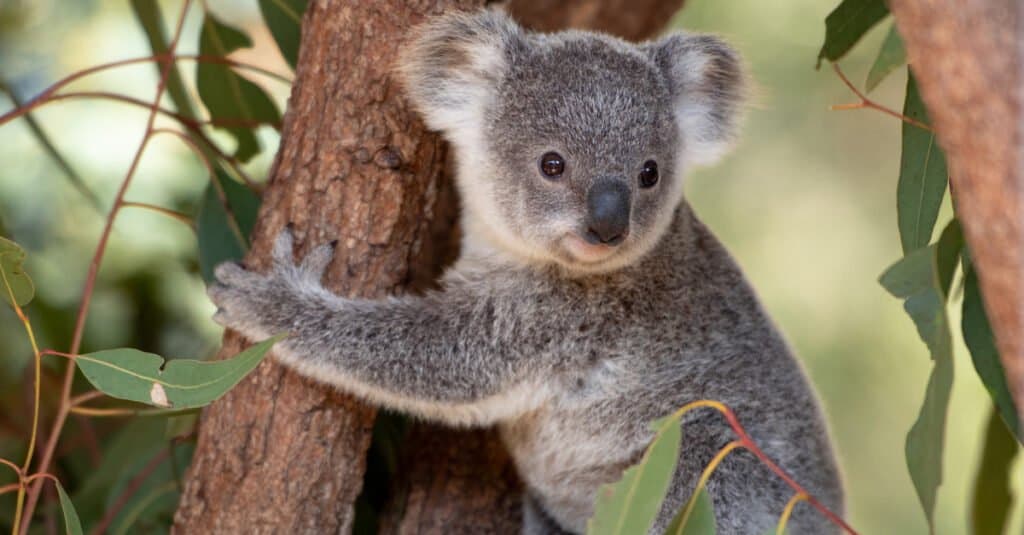 13 Animals That Can Climb Trees - A-Z Animals