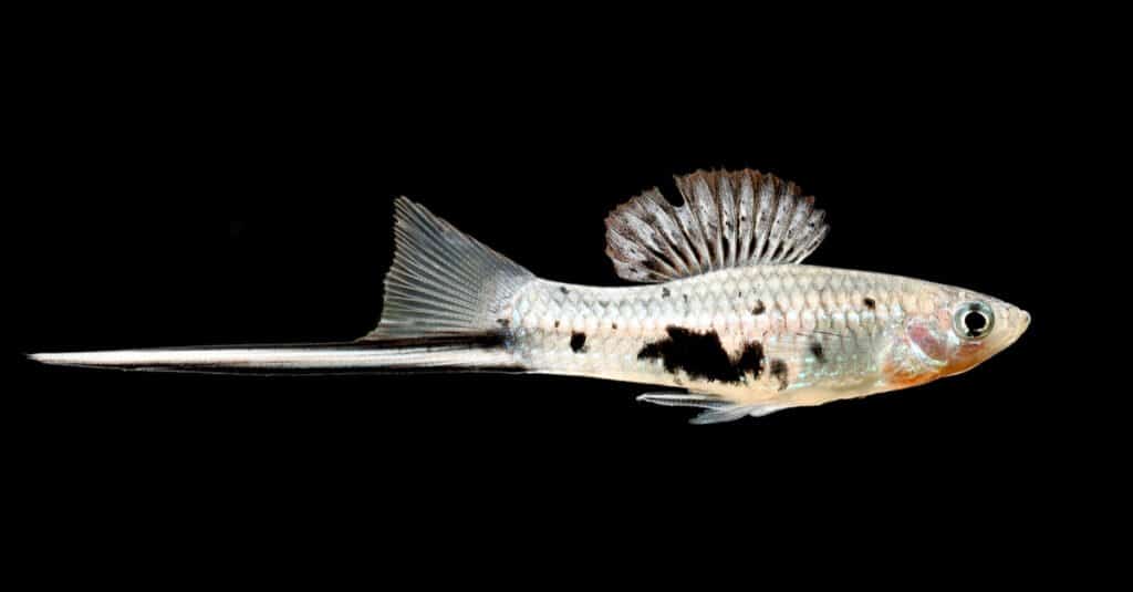 White Aquarium Fish - Swordtail