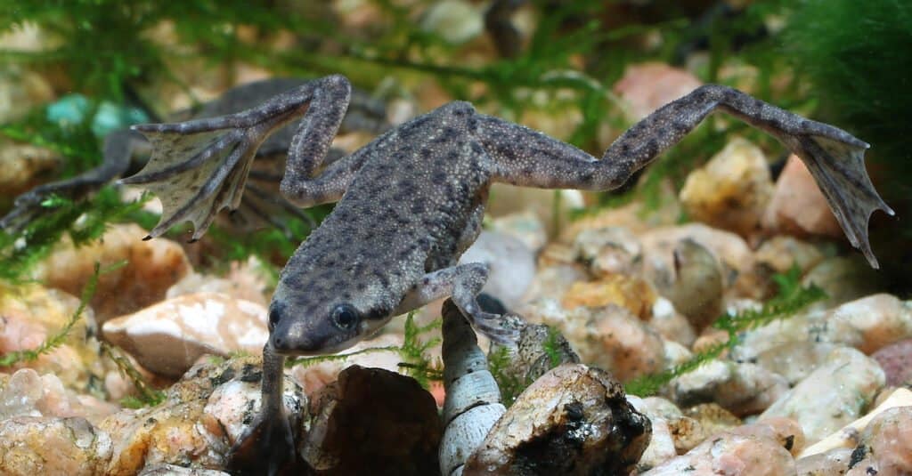Semi-Aquatic Frogs - Zaire Dwarf Clawed Frog