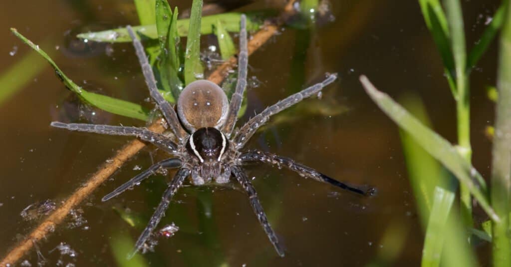 Fishing Spider vs Wolf Spider - Fishing Spider