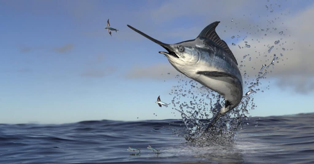 Marlin vs Swordfish - Swordfish Jumping Out of Water