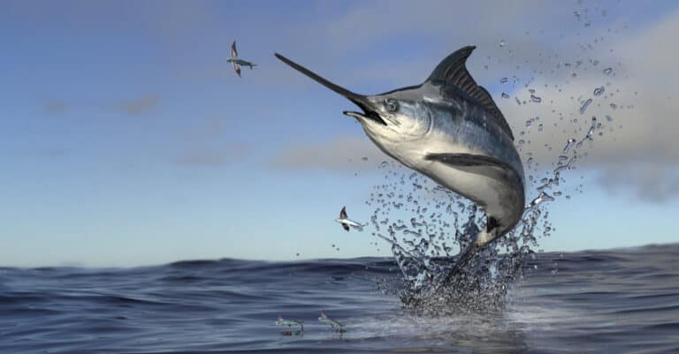 10 Fascinating Facts About Flying Fish - A-Z Animals
