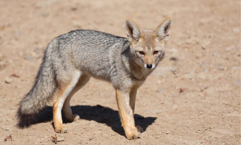 Gray fox