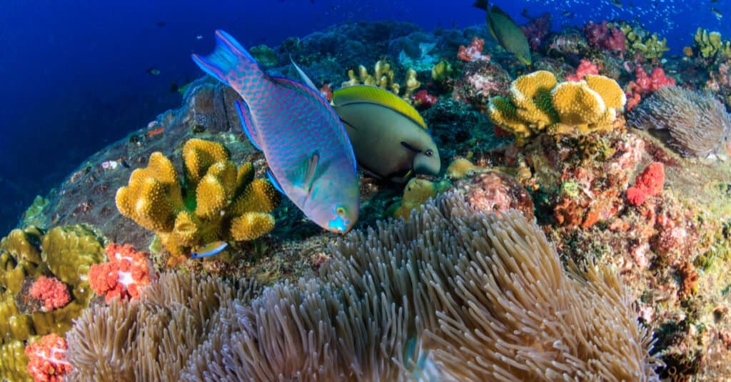 What Do Parrotfish Eat - Parrotfish eating