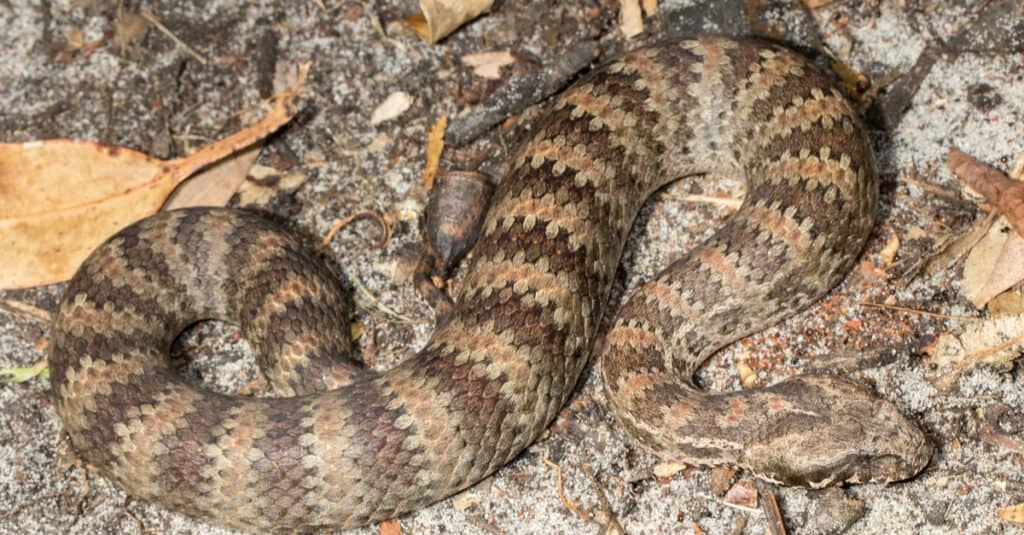 Common death adder