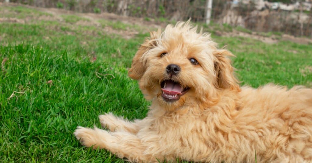 Doodles can have straight, curly, or wavy coats