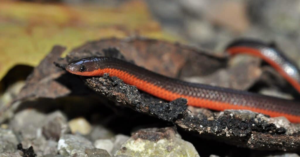 Snakes in Mississippi - Worm Snake